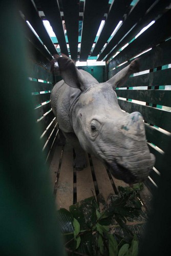 One of the hand -reared rhinos in side the crate at Centre for Wildlife Rehabilitation and Conservation (CWRC) before moving to the pre release site of  Manas National Park on Tuesday,28th January 2014.Photo:Subhamoy Bhattacharjee/IFAW-WTI