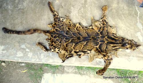 skin-of-clouded-leopard-confiscated-by-forest-staff-manas-6_5_15