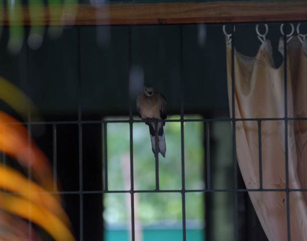 spotted-dove-cwrc-01_web