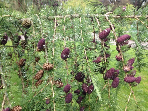 the-european-larch-laryx-with-its-cones-freshly-violet-and-dried-out-form-interesting-decorations-to-the-confer-bough