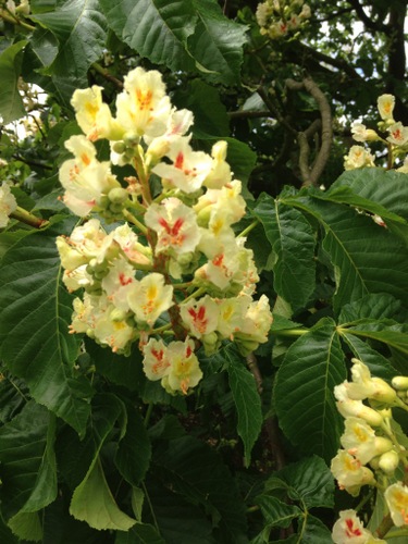 the-horse-chestnut-flowers-delicate-blooms-amidst-a-vast-and-sprawling-tree