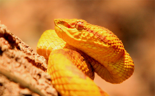 the-sensory-pit-betweeen-eye-and-nose-of-a-pit-viper