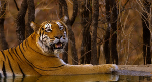 tigress-at-nagzira-resting-in-a-water-hole-while-her-two-cubs-were-busy-playing
