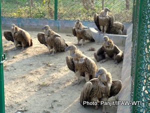 treatment-given-to-vulture-at-cwrc-photo-by-panjit-basumatary-dt_-08_03-1