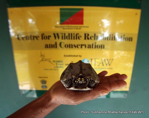 A spotted Pond Turtle admitted at CWRC on 21st August 2015 and released in the wild after observation on 22nd August 2015.Photo: Subhamoy Bhattacharjee/IFAW-WTI