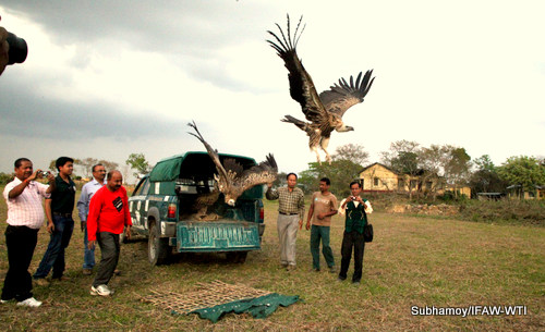 Photo caption: Five poisoning survived Himalayan Griffon were  released back in Kathpara area jointly by IFAW-WTI team of CWRC  and Sivasagar Wildlife Division of Assam Forest Department  on Thursday, 09 April 2015. The vultures were rescued from Konwarpur area in comatos condition due to poisoning on 7th March 2015. The vultures were under care at Centre for Wildlife Rehabilitation and Conservation, the IFAW-WTI and Assam Forest Department run  wildlife care centre and recovery,  the five griffons are released today. Photo: Subhamoy Bhattacharjee/IFAW-WTI