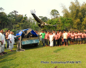 Nine (9) poisoning survived vultures, which had recoverd under CWRC-EA-MVS of IFAW-WTI is released back to the wild with Assam Forest Department in their own habitat in Chengeligaon of Dangori area of Tinsukia distrcit by IFAW-WTI team in presence of villagers, forest officials on Friday,13th March 2015.Photo:Subhamoy Bhattacharjee/IFAW-WTI