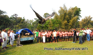 Nine (9) poisoning survived vultures, which had recoverd under CWRC-EA-MVS of IFAW-WTI is released back to the wild with Assam Forest Department in their own habitat in Chengeligaon of Dangori area of Tinsukia distrcit by IFAW-WTI team in presence of villagers, forest officials on Friday,13th March 2015.Photo:Subhamoy Bhattacharjee/IFAW-WTI