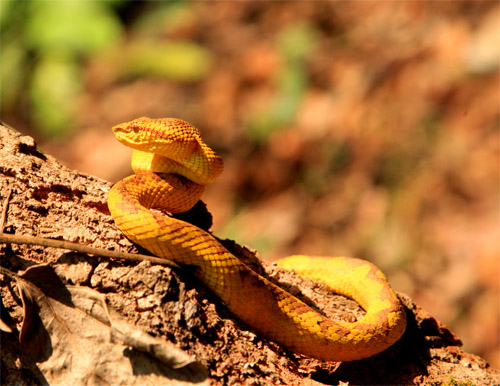 yellow-morph-of-malabar-pit-viper