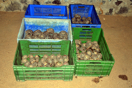 a-box-of-tortoises-poor-things