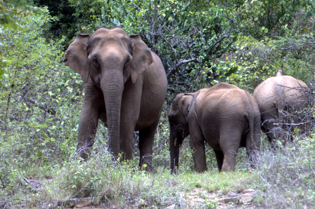 One for the National Heritage Animal - MoEF puts WB elephant capture in  abeyance - WTI