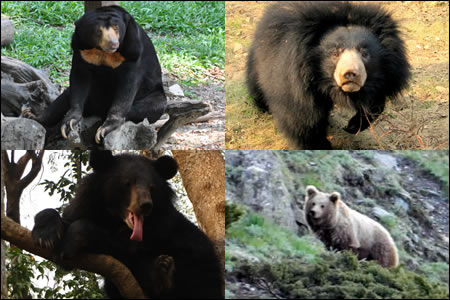 bear-collage