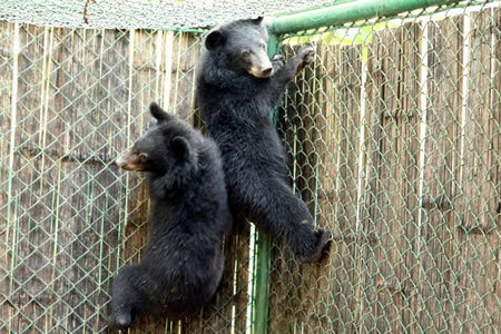bear-move-before-sashanka-barbaruah-nov2012