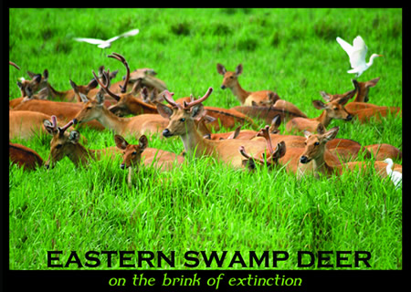 eastern-swamp-deer-poster-mahi-kaziranga1