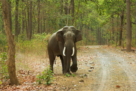 elephant_tusker_rajaji-np_jhampanm_aniruddha-mookerjee