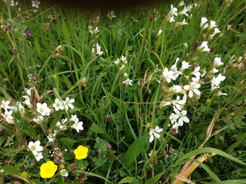 meadow-saxifrages-white-flowers-grow-in-an-abundance-of-meadow