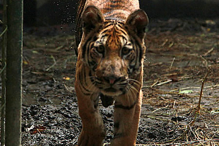 tiger-cub-aww