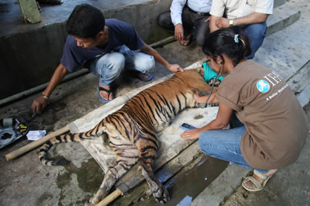 tiger-cub-move-sashanka-barbaruah