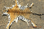 tiger-skin-seized-kollegal-oct2012-nagraj-sm
