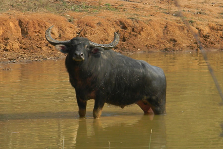 wild-buffalo-rp-mishra-udanti