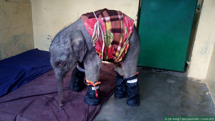 The rescued elephant calf under care at CWRC’s Large Animal Nursery