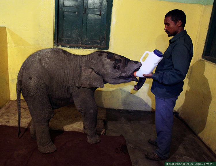 The rescued male elephant calf receives milk formula at CWRC’s Large Animal Nursery