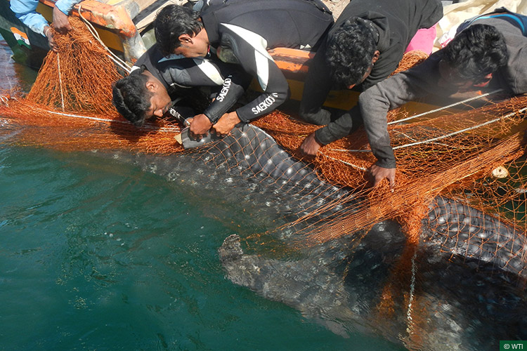 The Whale Shark Conservation Project attempts to generate baseline data on the whale shark to aid its long-term conservation in India.