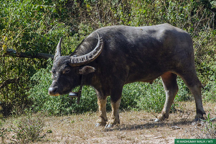Asiatic Wild Water Buffalo, Central India Wild Buffalo Recovery Project, Chhattisgarh, Radio Collaring, Species Recovery, Udanti Wildlife Sanctuary, Udanti-Sitanadi Tiger Reserve, Wild Buffalo