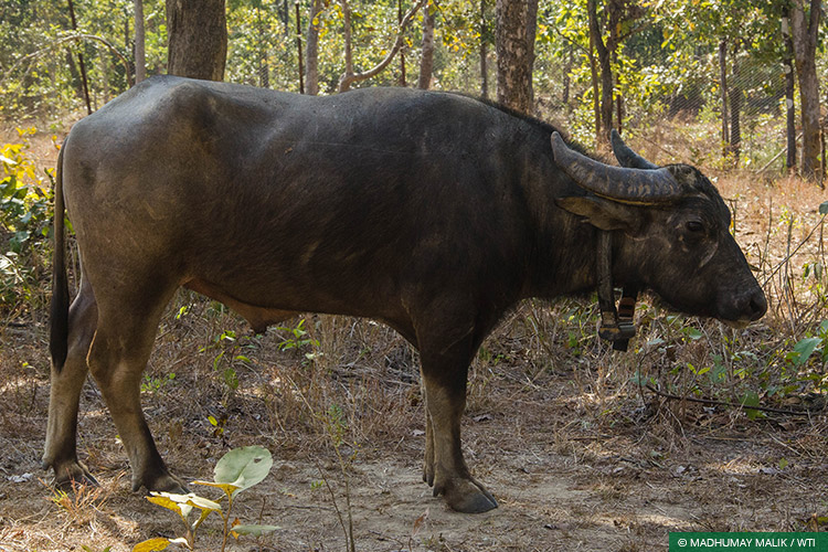 Asiatic Wild Water Buffalo, Central India Wild Buffalo Recovery Project, Chhattisgarh, Satellite Collaring, Species Recovery, Udanti Wildlife Sanctuary, Udanti-Sitanadi Tiger Reserve, Wild Buffalo
