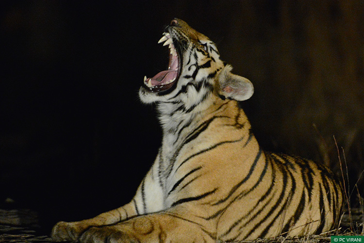 Maharashtra, Tipeshwar Wildlife Sanctuary, Tigers, Human-Carnivore Conflict, Conflict Mitigation