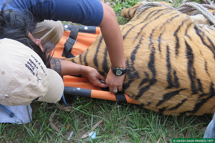 Tigers, Uttar Pradesh, Conflict Mitigation, Dudhwa Tiger Reserve, Human-Wildlife Conflict