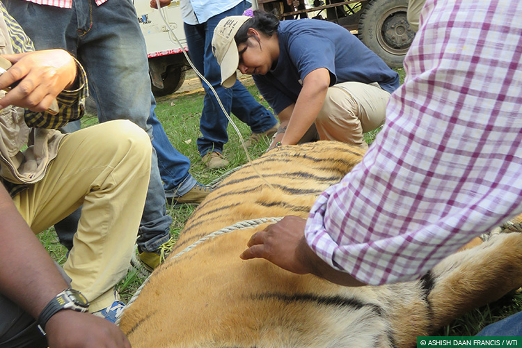 Tigers, Uttar Pradesh, Conflict Mitigation, Dudhwa Tiger Reserve, Human-Wildlife Conflict