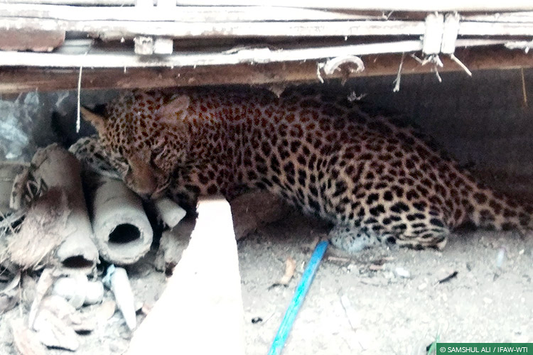CWRC, Assam, Human-Wildlife Conflict, Human-Carnivore Conflict, Leopards, Wild Rescue