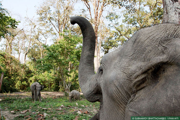 Assam, CWRC, Elephants, Asian Elephants, WIld Rescue and Rehabilitation, Translocation, Manas National Park, Kaziranga
