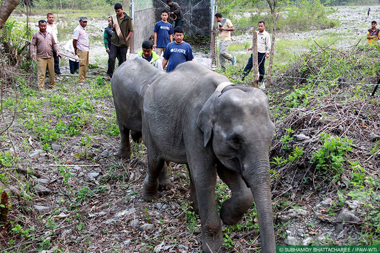 Assam, CWRC, Elephants, Asian Elephants, WIld Rescue and Rehabilitation, Translocation, Manas National Park, Kaziranga