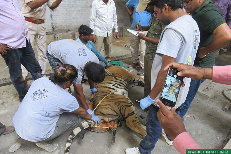 Conflict Mitigation, Pilibhit Tiger Reserve, Human Wildlife Conflict, Human-Carnivore Conflict, Terai Tiger Project, TIGERS, Uttar Pradesh