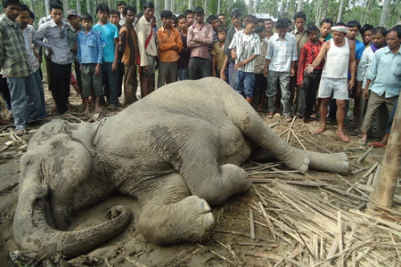 elephant-killed | Wildlife Trust of India