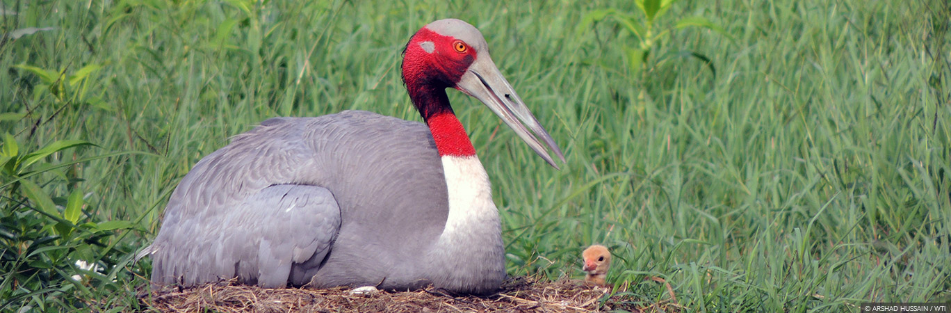 Sarus Crane Conservation Project Wildlife Trust Of India