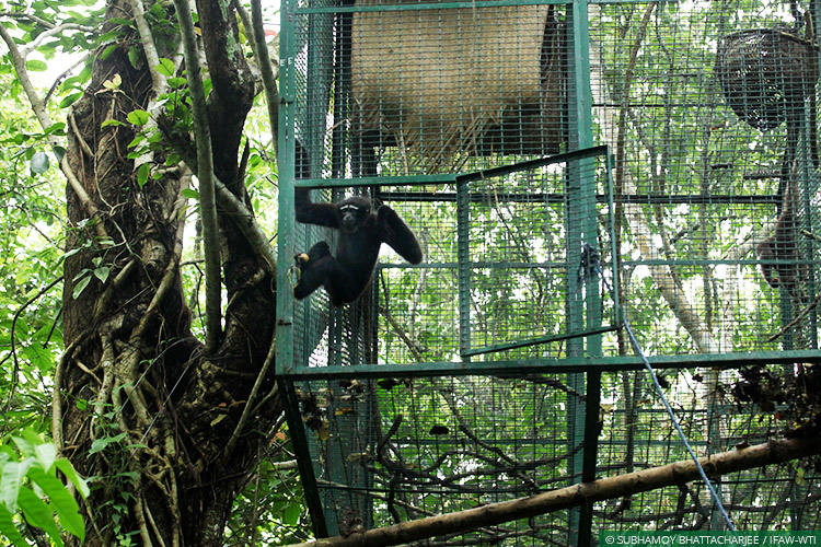 Hand-raised at CWRC, Western Hoolock Gibbon Pair Released into the Wild ...