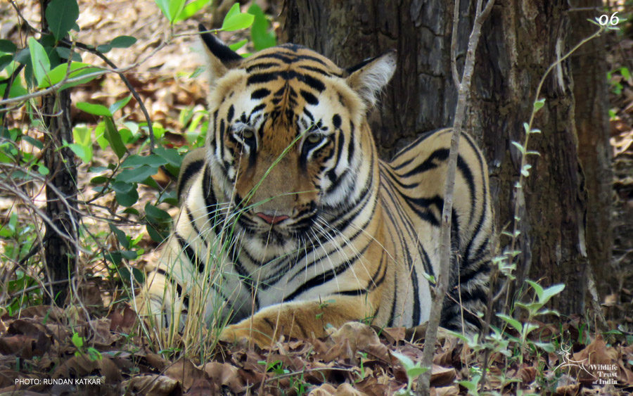 07 from 2017 -Wildlife Trust of India