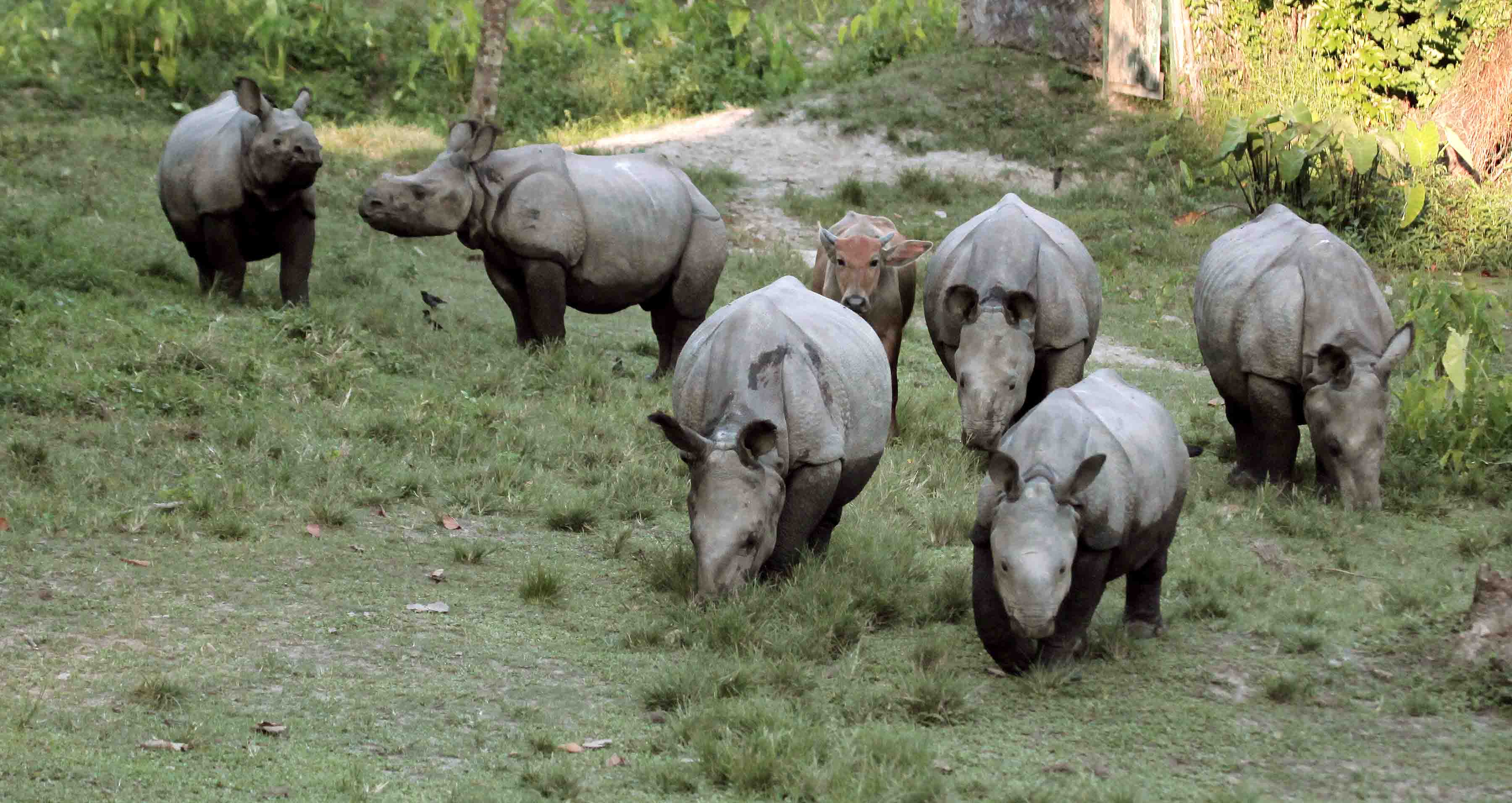 Rhino Rescue and Rehabilitation
