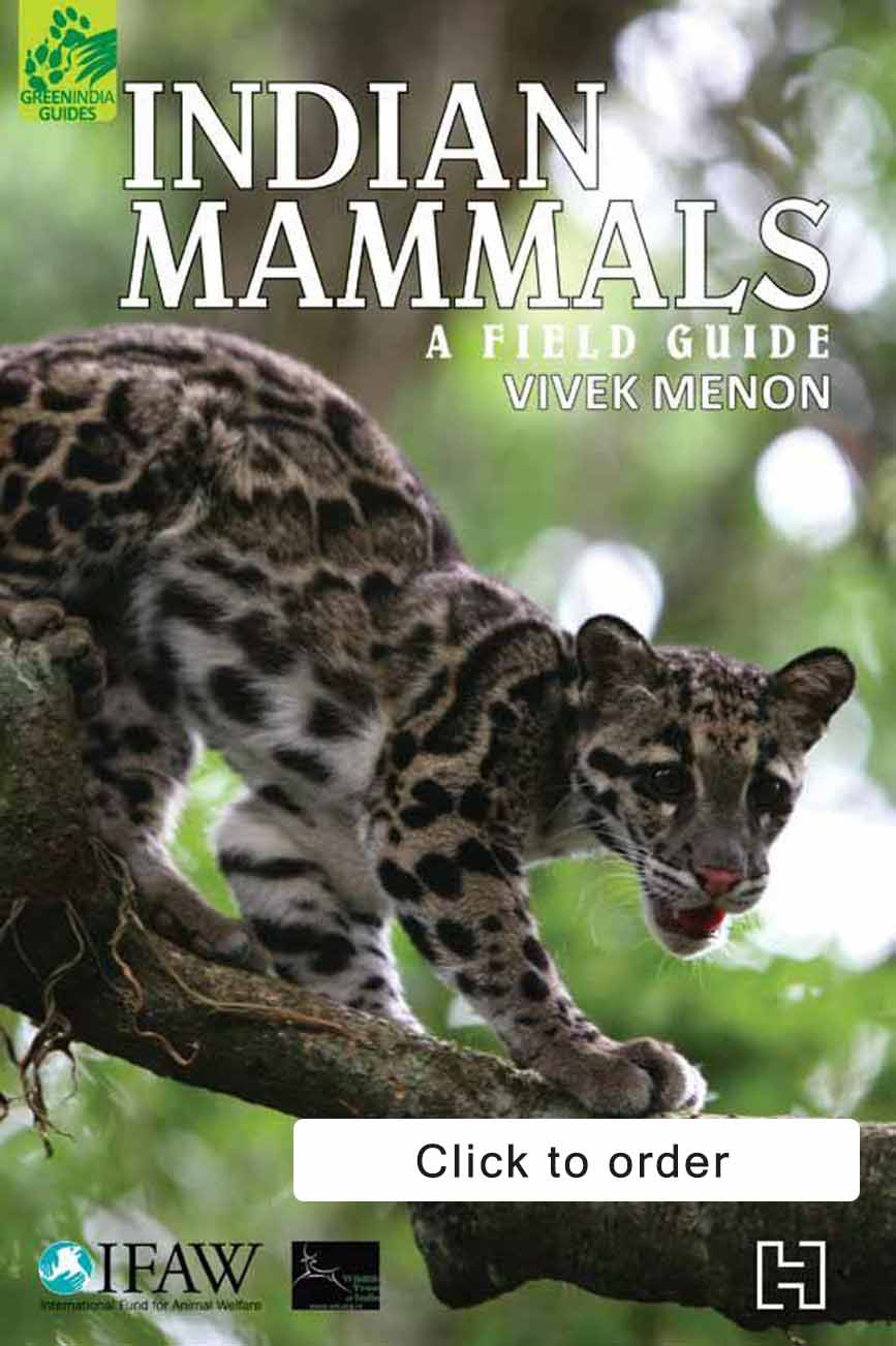 Indian Mammals