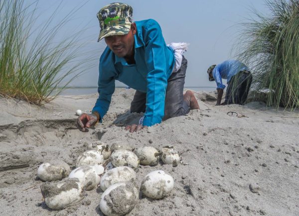 GANDAK GHARIAL RECOVERY PROJECT - Wildlife Trust of India