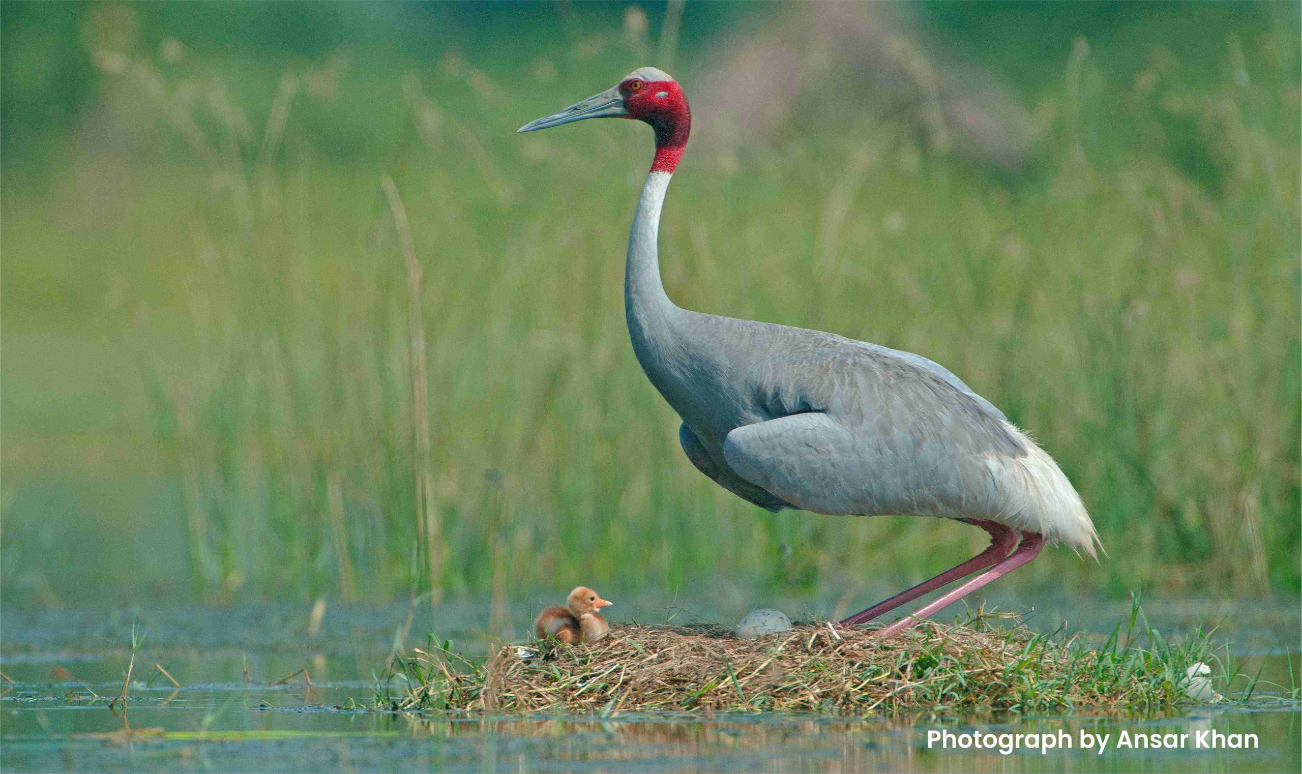 Wild Lands - Wildlife Trust of India