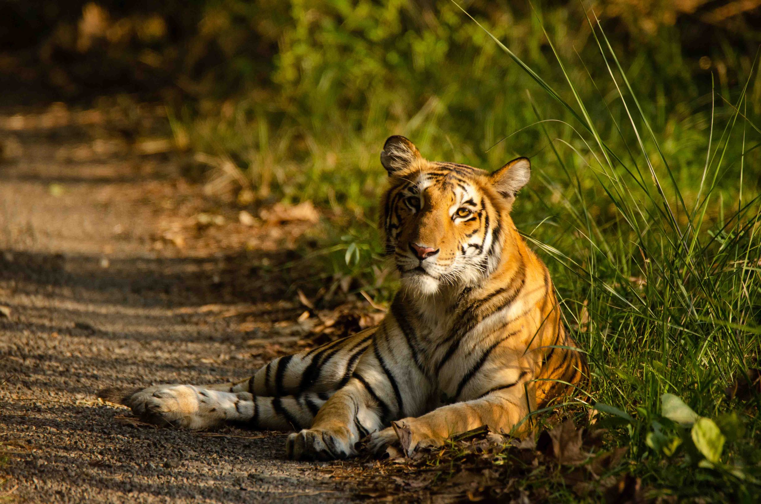 On The Menu: Bengal Tiger