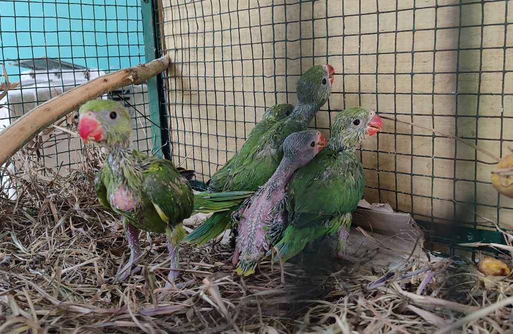 parakeet rescue