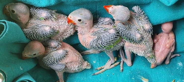 parakeet chicks