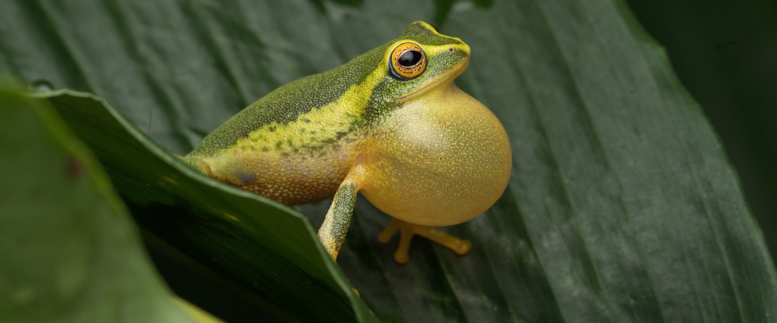 Flying frog pose between branch Stock Photo | Adobe Stock