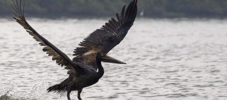 spot-billed pelican