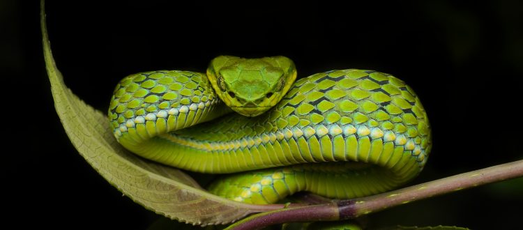 Large scaled pit viper in Munnar